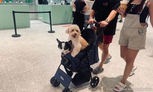 双威方城收紧原有政策，禁止宠物进入室内区域