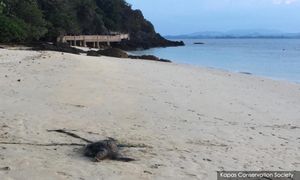 Kematian penyu pada tahap sangat membimbangkan