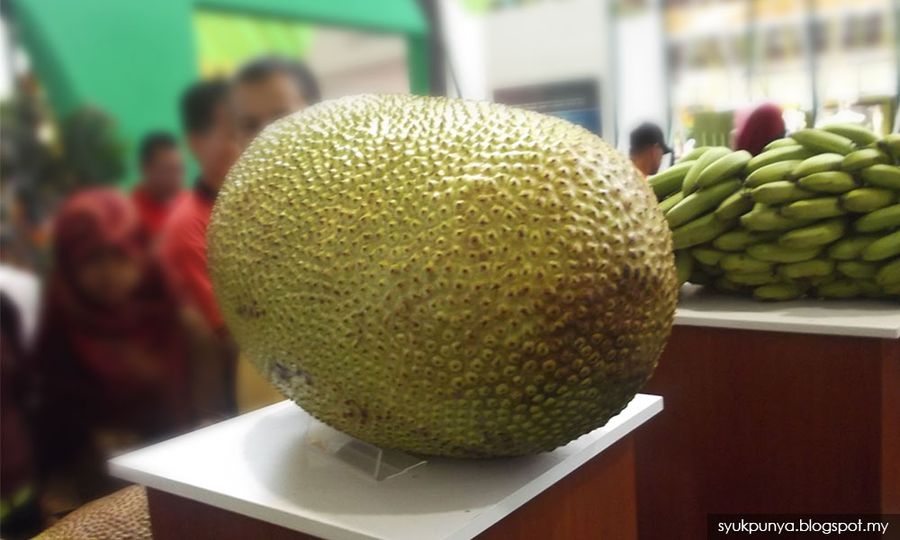 Sirim tingkat eksport nangka - komersilkan untuk diet 'vegetarian'