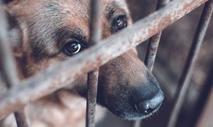 LETTER | Animal abuse sign of greater violence