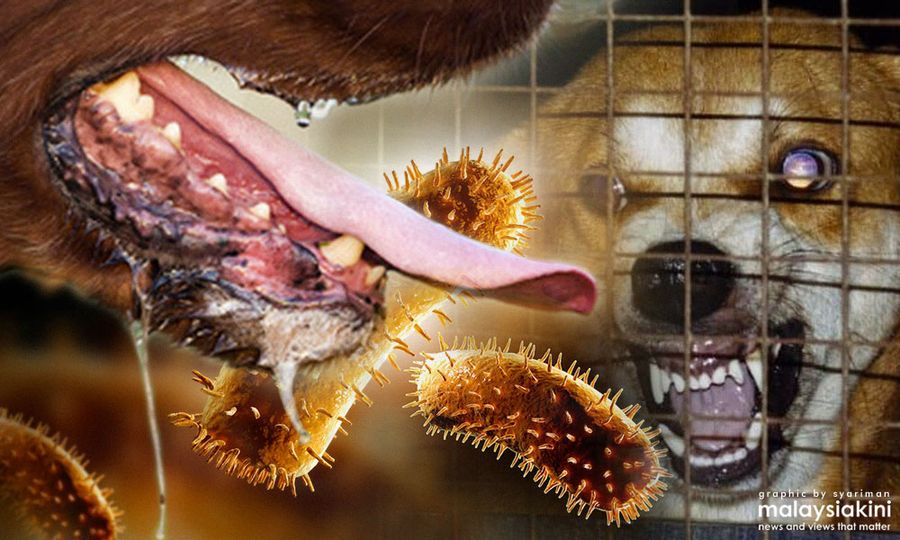 Sarawak records 11 rabies cases this month
