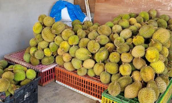 Durian becomes symbol of unity for three friends