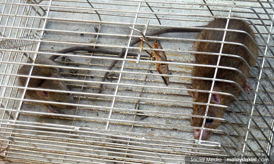 SNAPSHOT | Ulu Bendul Forest Eco Park closes due to rat urine disease; Over 4k people punished for littering
