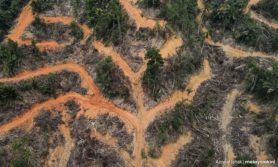 Loopholes in timber cert scheme raise questions of greenwashing