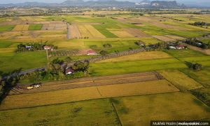 Farmers may not plant paddy to avoid losses due to dry spell - group