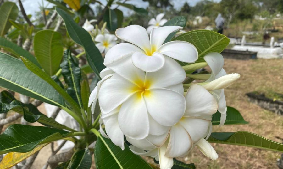 KOLUM | Kemboja di pusara