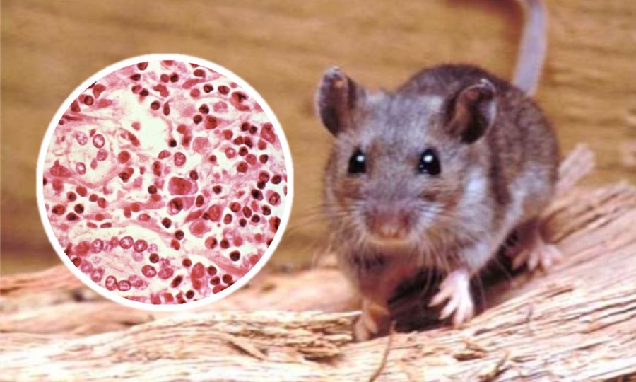 94 individu dipindahkan dari kapal persiaran dilanda wabak hantavirus