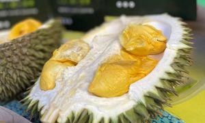 SDurian World catat rekod Pesta Durian Terbesar dengan Penyertaan Teramai