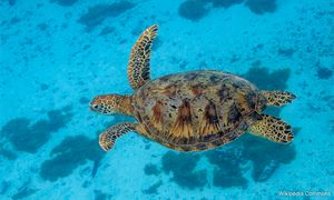 Green sea turtle population at risk amid rising male mortality