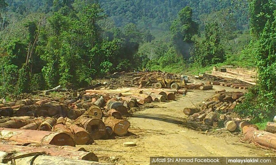 S'wak vows to eradicate illegal logging 'down to its roots': Deputy minister