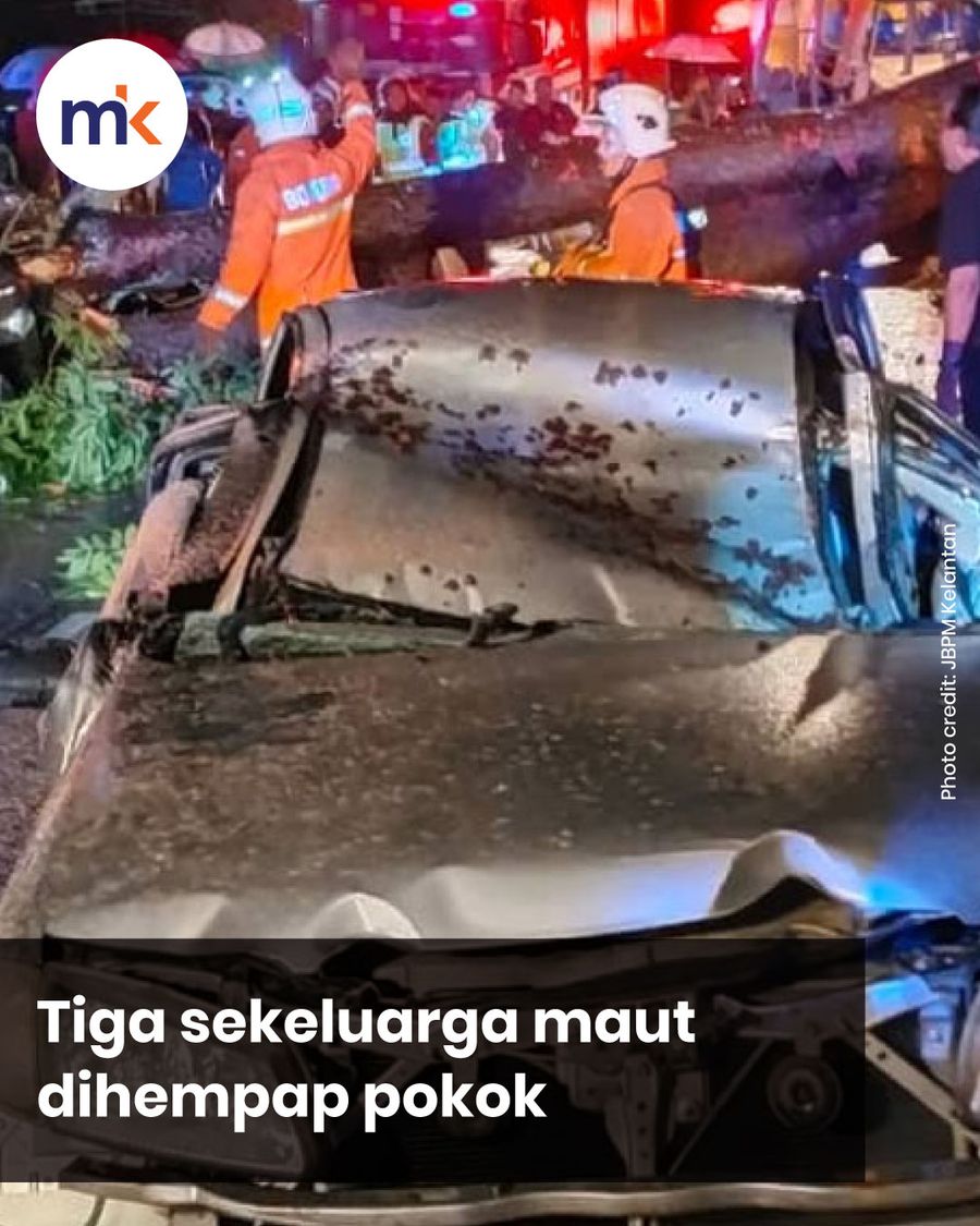 Three families killed in tree crash