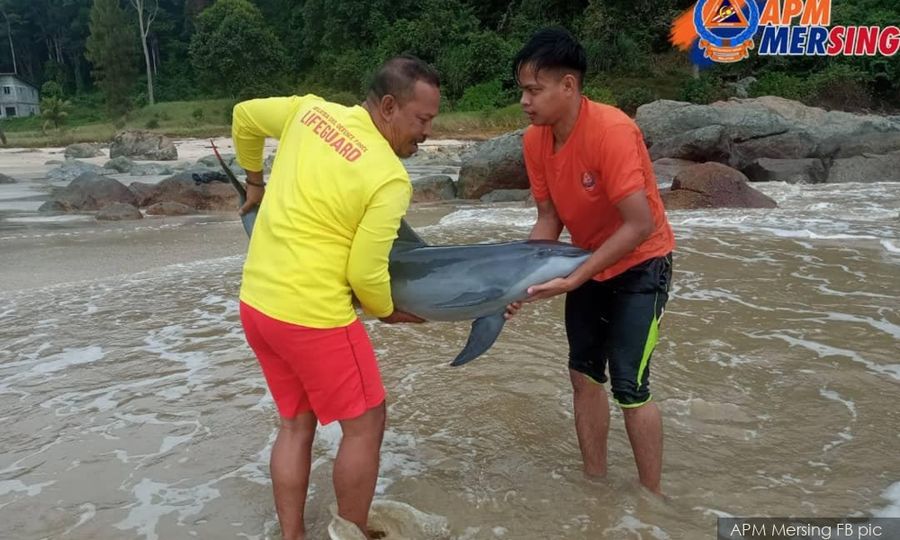 Ikan lumba-lumba cedera terdampar di pantai Mersing