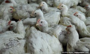 Pakar: Penamatan subsidi ayam boleh rancakkan industri ternakan