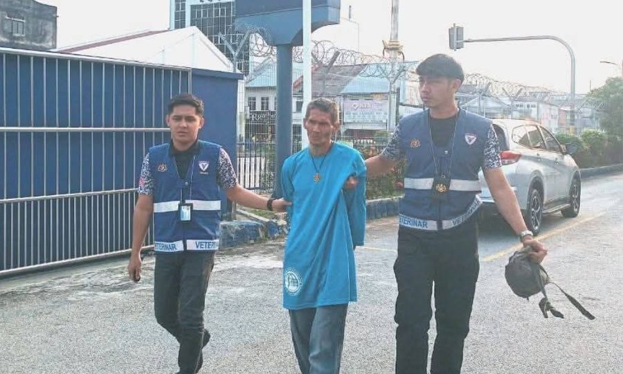 Lelaki campak anak kucing ke dinding premis dobi dipenjara enam bulan