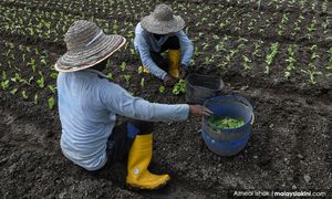 LETTER | Food security: Where did we go wrong?