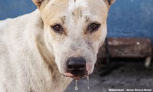 Usaha kolektif penting untuk capai sifar rabies menjelang 2030 - Exco