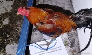 19 lelaki termasuk warga emas ditahan ketika leka sabung ayam