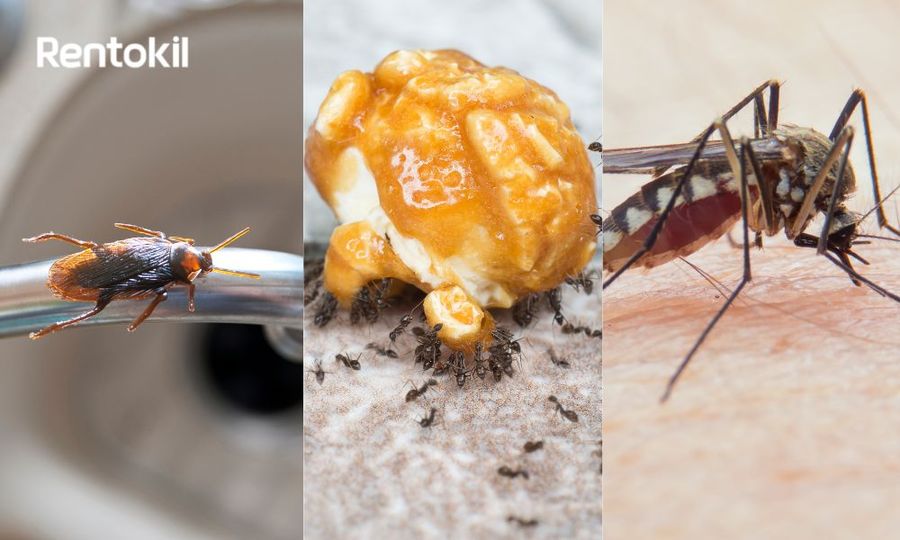 These 3 common home pests drive you crazy