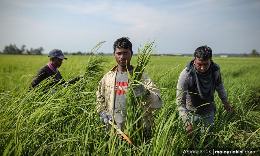 'Petani, pesawah tidak akan terkesan, layak dapat subsidi diesel'