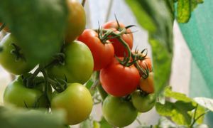 LETTER | Successful, environmentally friendly farming is possible