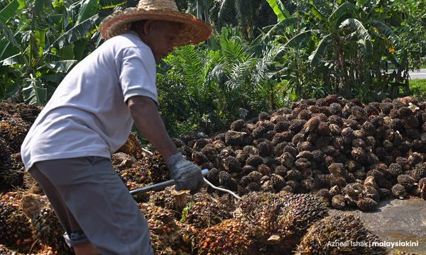 DPM raps EU Parliament over 'unjust' deforestation regulation