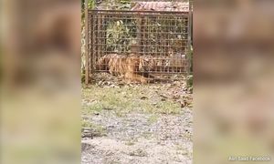 Perhilitan investigating if nabbed tiger caused deaths in Gerik, Jeli