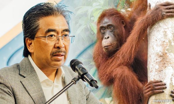 COMMENT | Don't treat orangutans as a commodity