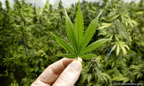 Cops seize toothpaste with cannabis extract addressed to politicians 