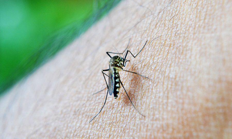 9.3pct increase in dengue cases, says Health DG