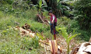 Villagers want compensation after elephants destroy grave, crops