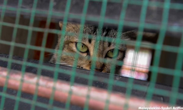 Suspect in cat carcasses case 'animal lover' - neighbours