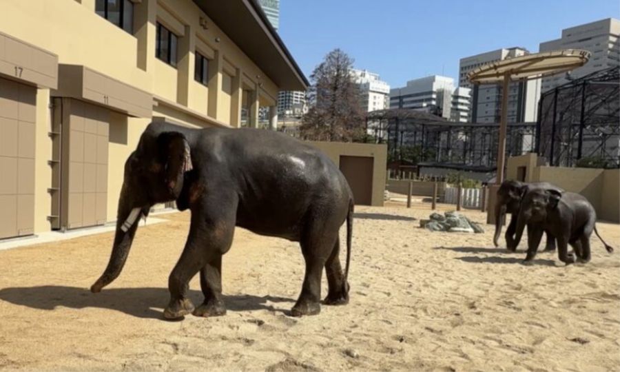 Activists seek court order for documents on elephant transfer to Japan