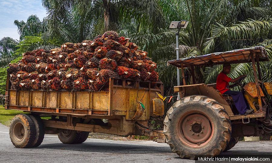 ULASAN l Felda: Tikus perbaiki labu