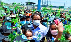 Thailand draf undang-undang hadkan penggunaan ganja