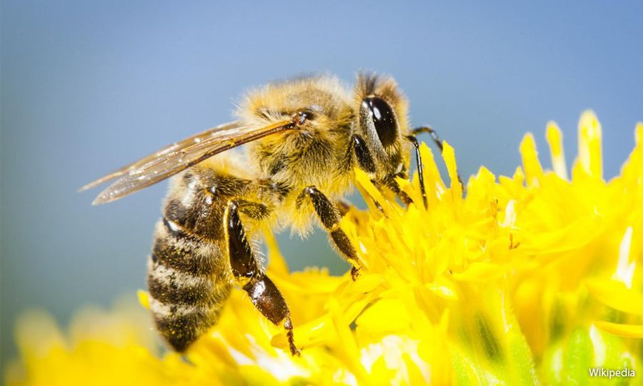 LETTER | Insects: Why their role matters to us