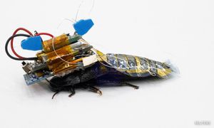 Meet Japan's cyborg cockroach, coming to disaster area near you