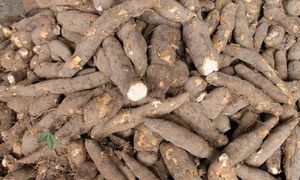 Penyelidik UTeM buat bekas plastik berasaskan ubi kayu, daun pisang
