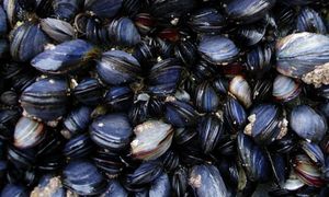 Ban on harvesting, sale of Port Dickson, Malacca shellfish lifted