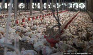 SURAT | Subsidi telur dialu-alukan, tapi sektor pertanian harus dipulihkan
