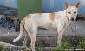 Kanak-kanak 2 tahun maut diserang anjing liar di Semporna