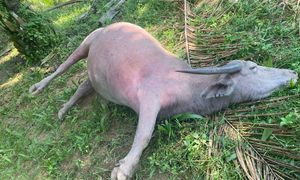 11 kerbau mati akibat ‘gula merah beracun'