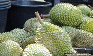 Usaha galak pengeluaran Musang King, Duri Hitam antara tumpuan Dewan Rakyat