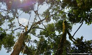 Tiga ditahan bantu siasatan ceroboh tanah PKPP, pungut durian