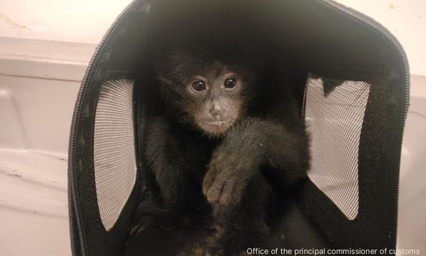 M'sian caught in Chennai smuggling gibbons, iguanas in suitcase