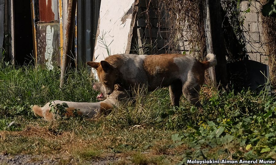 LETTER | Mass dog deaths in Penang and global scourge of canine parvovirus