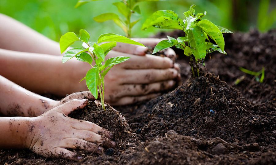 COMMENT | Trees for carbon capture: Fact or myth?