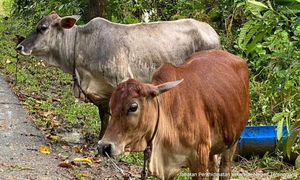 ULASAN | Kuasa, realpolitik dan lembu