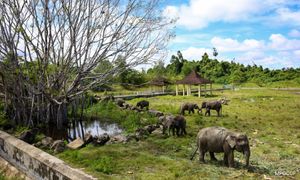 To save Borneo's wildlife, coexistence with palm oil industry vital: Experts