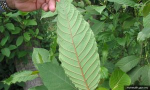 Lelaki ditahan bersama 450kg daun ketum