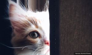 Kucing tumpahkan cecair kimia di makmal maktab guru